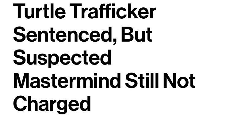 benallen_author's tweet image. I had no idea this was a thing #turtletrafficking