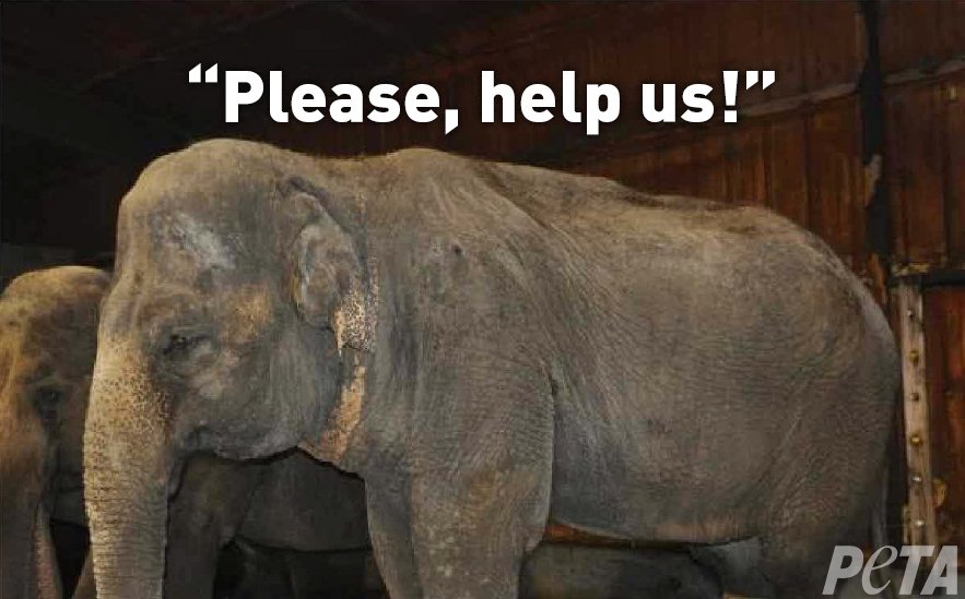 peta's tweet photo. Elephants need your help! #CarsonAndBarnes is hauling abused elephants inside cramped trucks all across the country 😢
Please urge these sponsors and venues to host animal-free circuses: https://t.co/8LvWBgysya https://t.co/QSlhIF8zXp