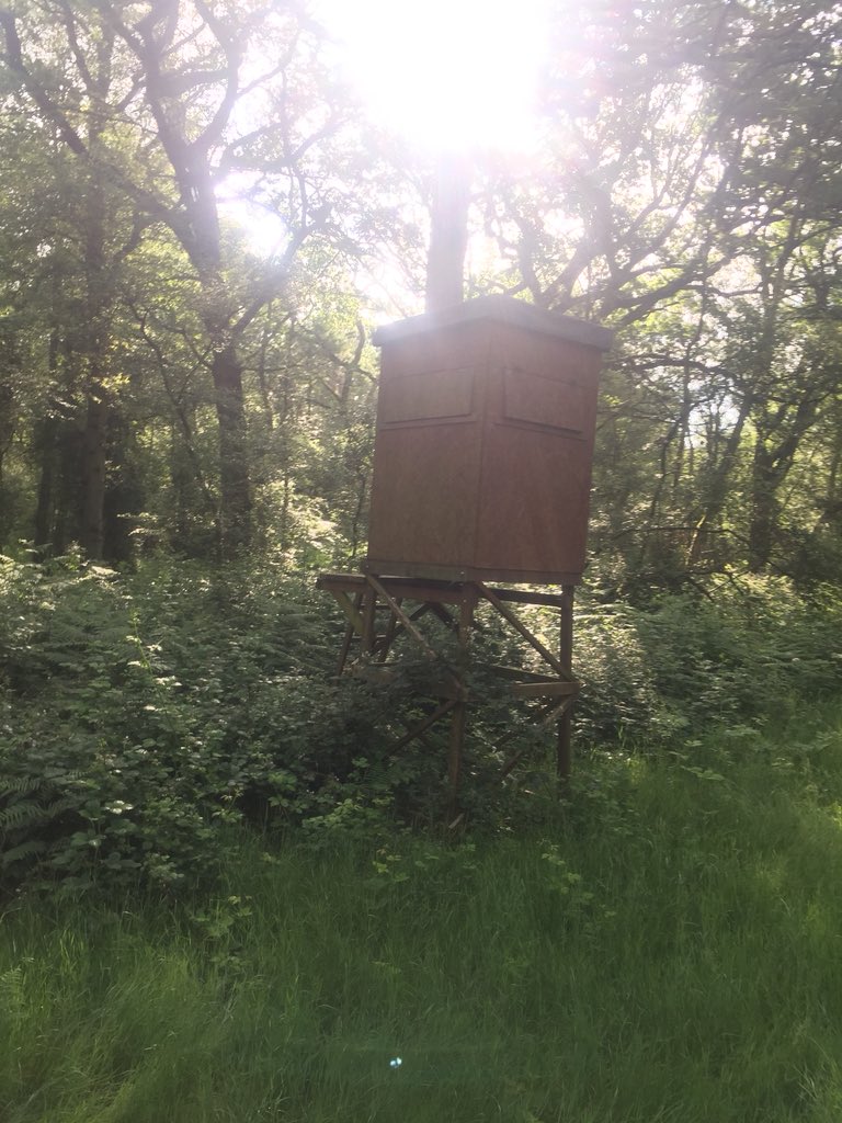 Huntingexperi's tweet photo. We have just secured 8000 acres of mature English Oaks Beech plantations with arable fields Red, Roe, Fallow and abundance of Muntjac Stalking in South East England. High Seats shooting or stalking. Cull animals &amp; trophies available. Let cal accommodation available. https://t.co/SKFZgOL8qr