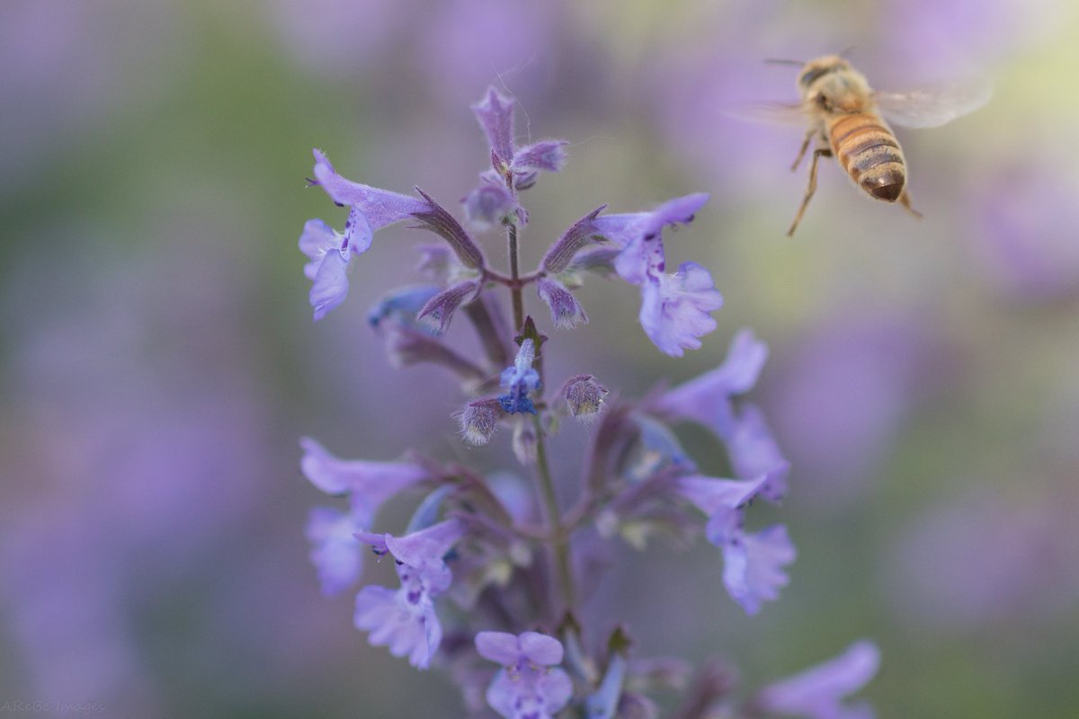 AreBe Images tweet media