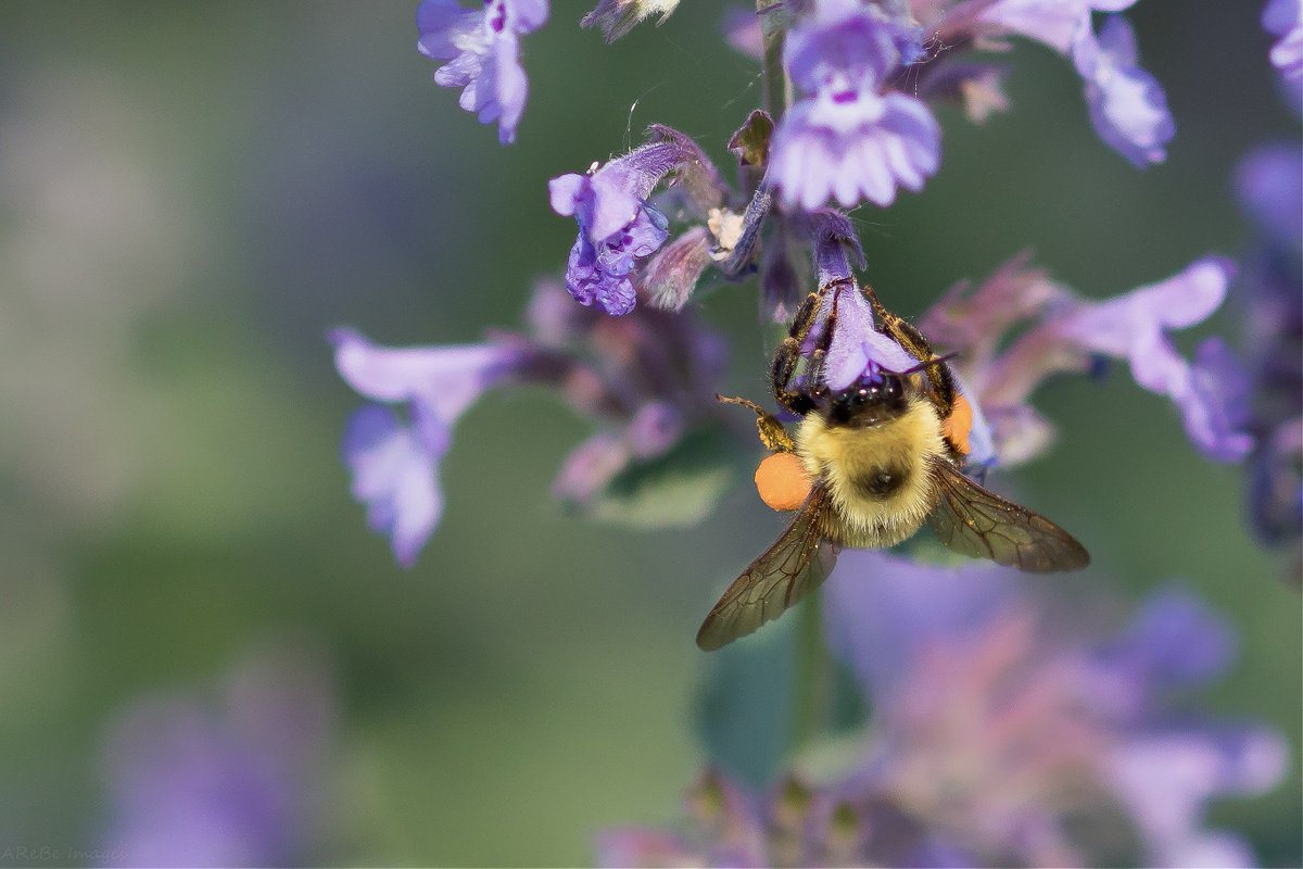 AreBe Images tweet media