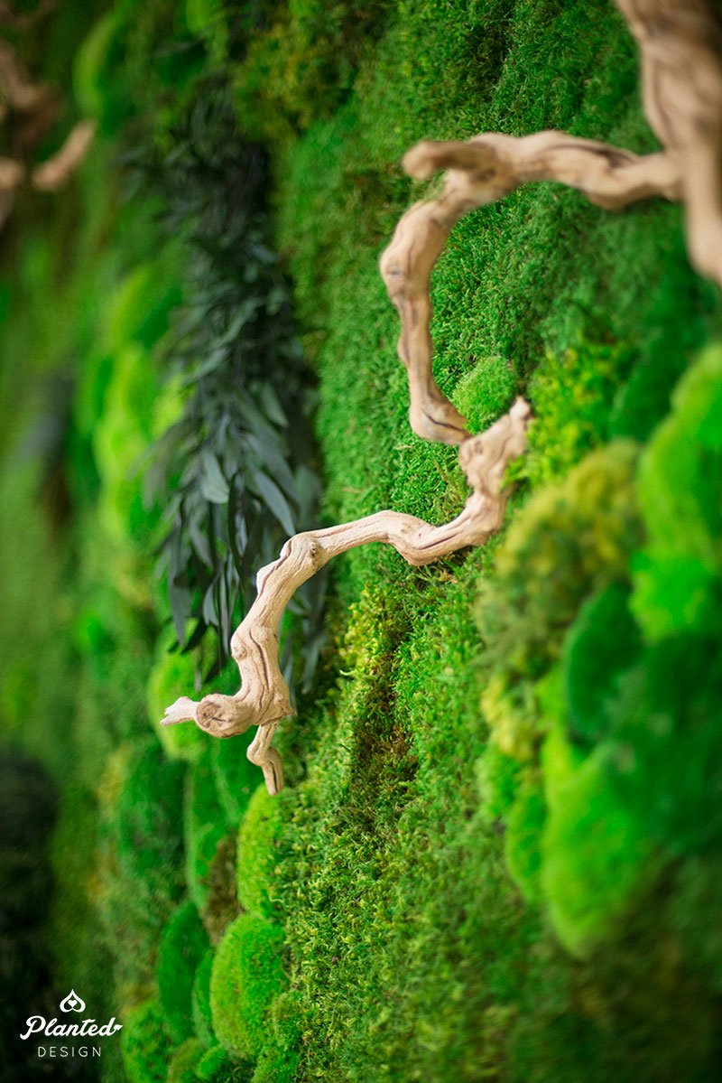 PlantedDesign's tweet photo. All in all, you're just another stick in the wall. #PlantedDesign #MossWall #MossWalls #Moss #MaintenanceFreeMoss #CustomMossWall #HomeDecor #SustainableDecor #PlantPainting #WallDecor #MossBoss #PlantLady #PlantPainting #GreenThumb #VerticalGarden https://t.co/2oPAkbcnZ3