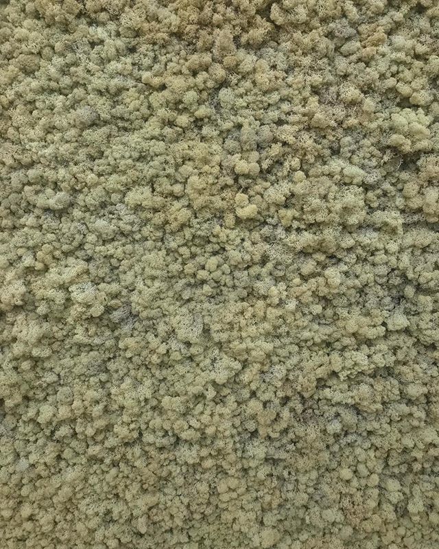 levinchin's tweet photo. “Moss Wall” (1994) by my favourite living artist Olafur Eliasson, at ART Basel, Basel Art Week 2018.
.
#baselartweek #baselartweek2018 #artbasel #artbasel2018 #basel #switzerland #art #levinchintrendscout #mosswall #olafureliasson @studioolafureliasson https://t.co/DmszIMoTir https://t.co/UsKbqNCnik