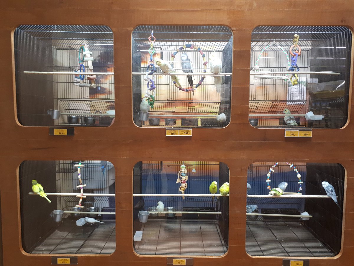 maysargomes's tweet photo. I wonder why they still sell birds. "Oh, the places you'll go..." #freedom @inabetta @EscolaConceptSP #conceptRAO https://t.co/cWFYPE0T40