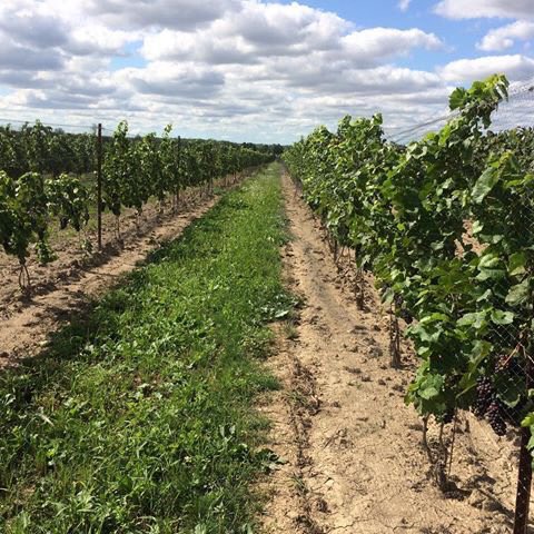 NiagaraVilla's tweet photo. Come get lost in our vineyards. It’s worth the trip down to Niagara https://t.co/0wRb5mw79h