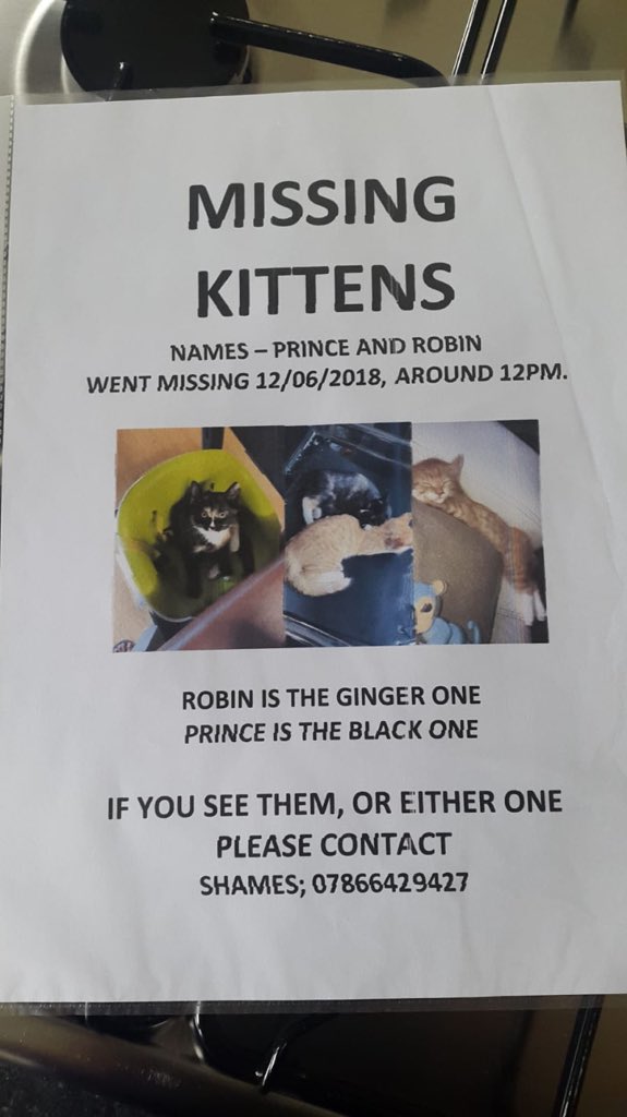 2008Omar1's tweet photo. Twitter I need your help, my nieces kittens are missing plz retweet this to help #Cambuslang 2nd poster is made by my daughter who is heart broken #Glasgow https://t.co/THj6cyki0A