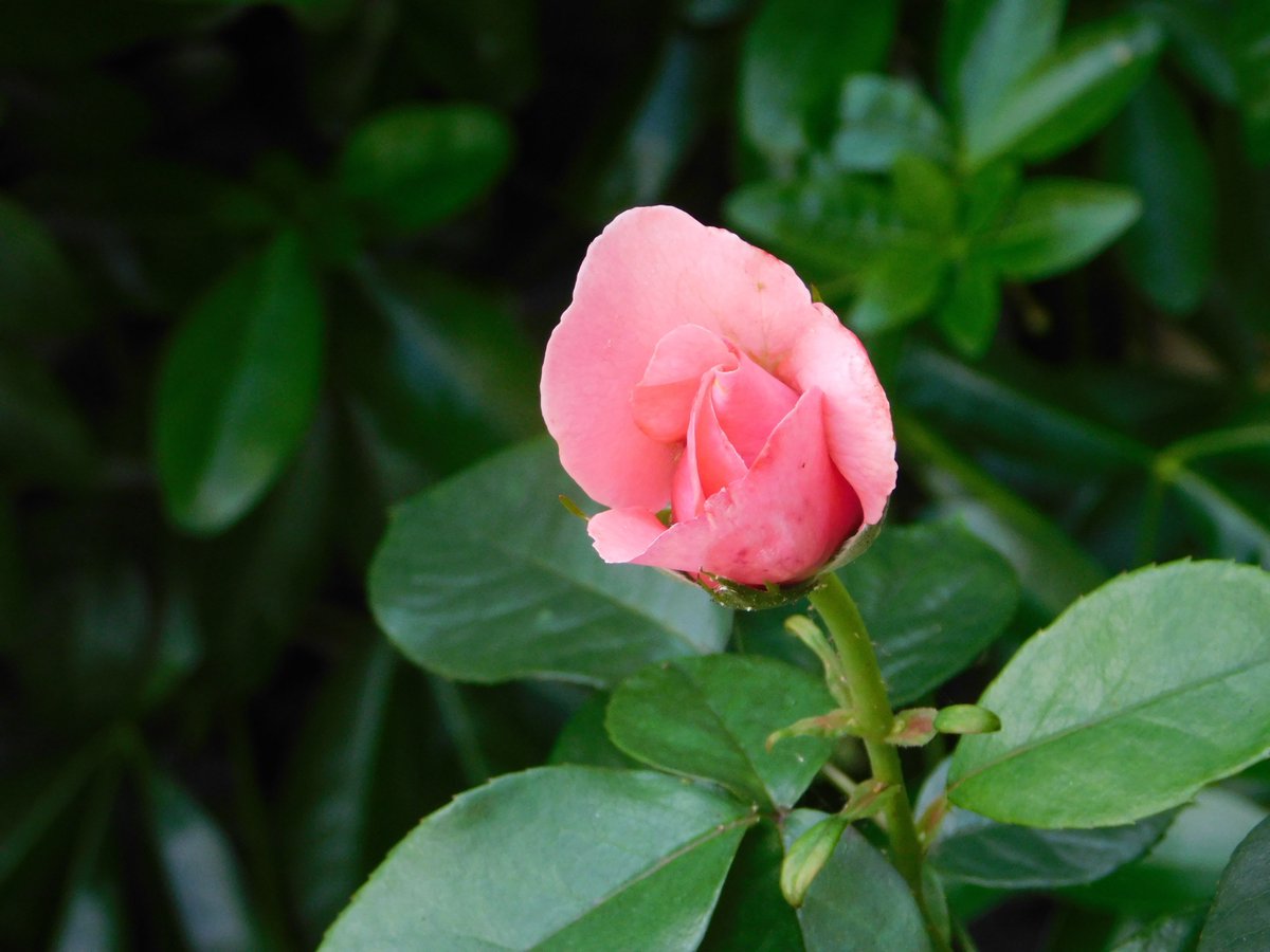 AmandaVella's tweet photo. #NBGphotocomp@Ness_Gardens https://t.co/h8PWUmeW2I