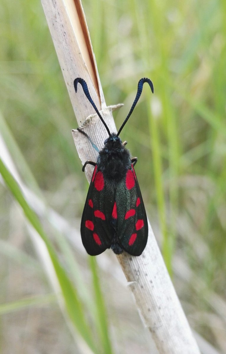 4peatssake2's tweet photo. Fresh 6 spot Burnet #moth today👍 Good numbers of pupa on vegetation ready to emerge. Few larva still but they are climbing up vegetation to pupate. 'Distraction' on #LargeHeath monitoring transect #HumberheadLevels #moth #butterfly #lepidoptera #HHLWildscapes https://t.co/cQKEWRS6uL