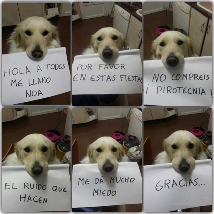 AndreaPons2003's tweet photo. Para #SanJuan2018, solo nosotros podemos ayudarlos! 
Ayúdame a difundir RT por favor.
Gracias. https://t.co/JziVGK2EOu