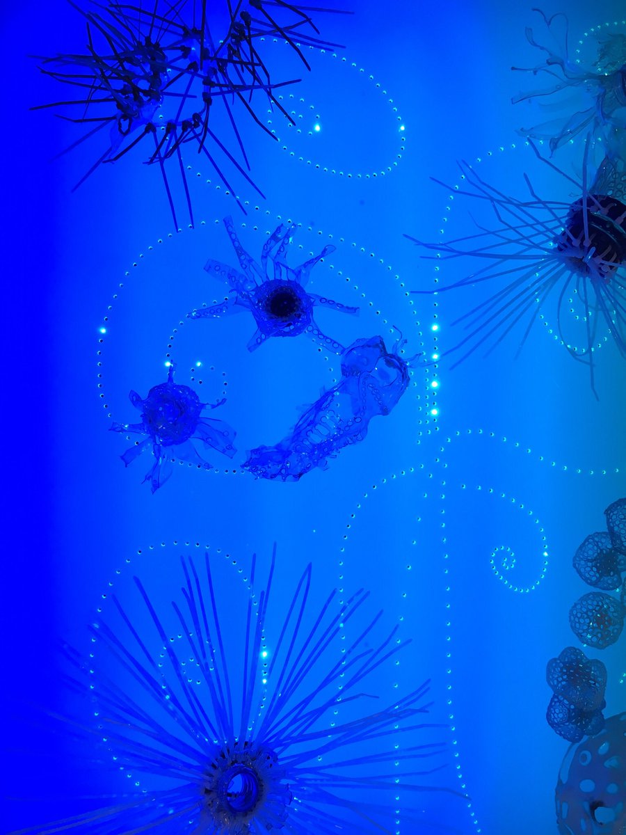 Dr Penny Hay 🇪🇺🕊💚🌳🐝🦋🌹🌈 tweet media