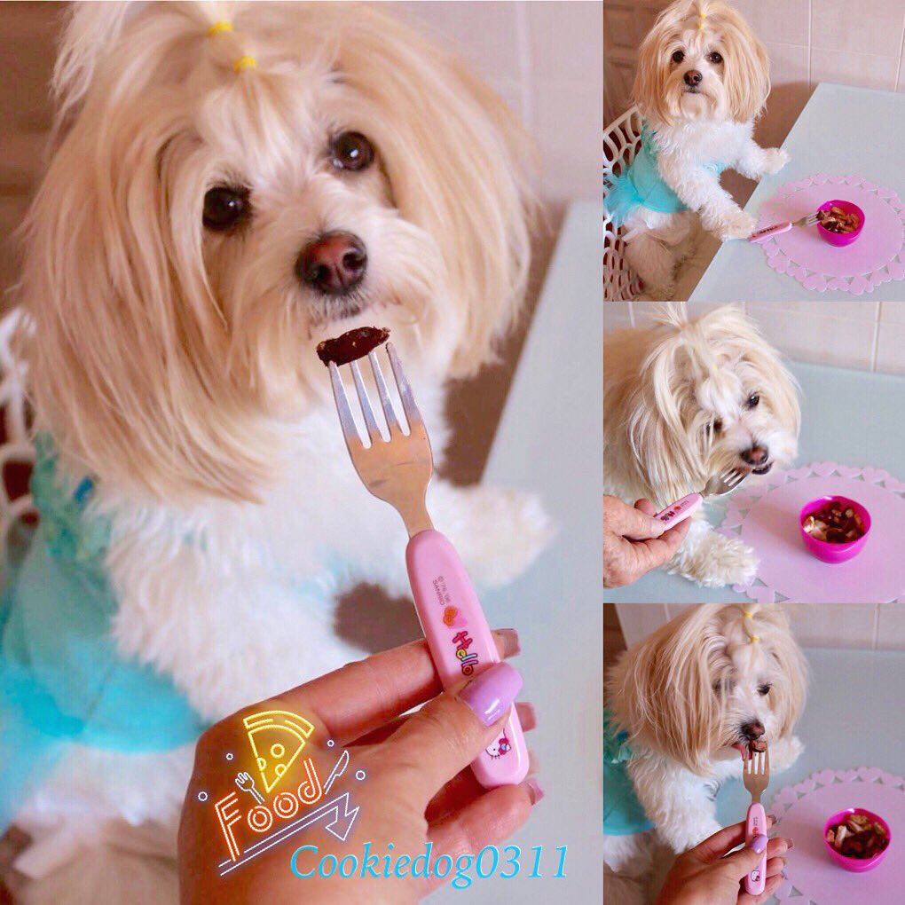 cookiedog1103's tweet photo. Cookie 🐶🐾y sus modales en la mesa 🍽 #cookiedog #educationdog #fooddog #puppyeducation #maltesemodel #malteseclub #malteseworld #instadog #maltesecute #maltesemix #doginstagram #maltes #maltesefans #fallowme🐾#siguemispasos🐾 #siguemispatitas🐾 https://t.co/u5xprYc6lb