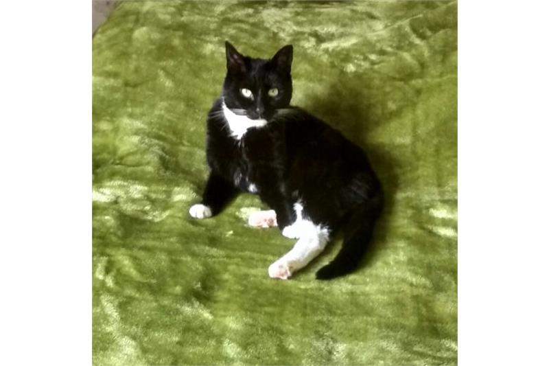Corby_Cats's tweet photo. We have 2 Rubys awaiting adoption now!
7yr old Ruby is a total love bug, she'd be great in a quieter home with people who just want a lap cat but can play and entertain too
She really is the sweetest cat, get in contact if you're interested in Ruby
https://t.co/hhlPdo0r6g 😊😊 https://t.co/AqGlMvjp3e