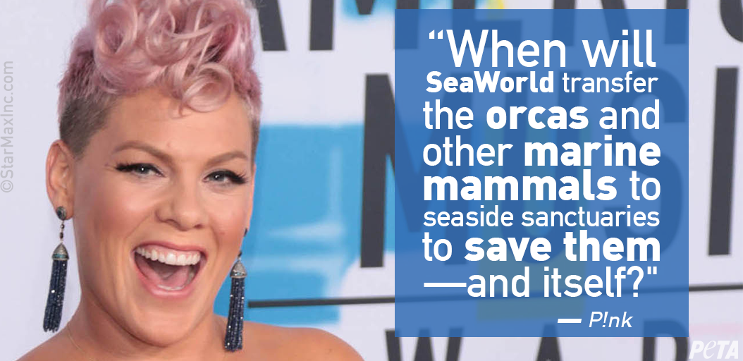peta's tweet photo. Compassionate pop icon @Pink has an important message for #SeaWorld — give the orcas imprisoned there a chance at a life in a sea sanctuary! https://t.co/g23sp7Iuzo https://t.co/JCEA6qNXLm