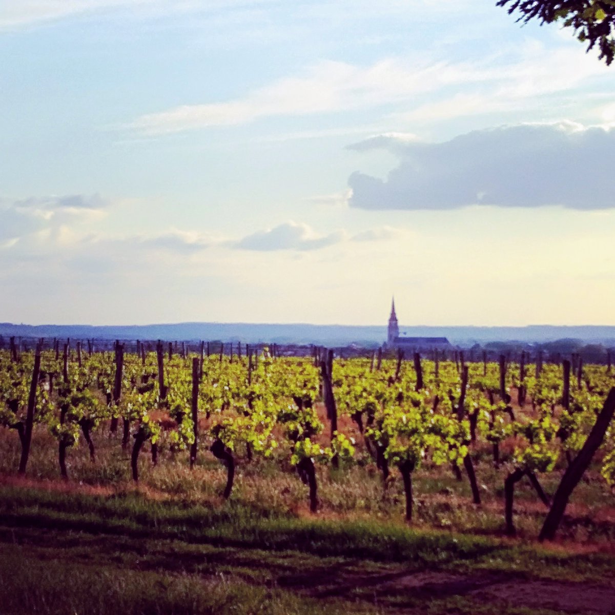 Venez découvrir le Pécharmant Château la <a href="/tilleraie/">Château La Tilleraie</a>