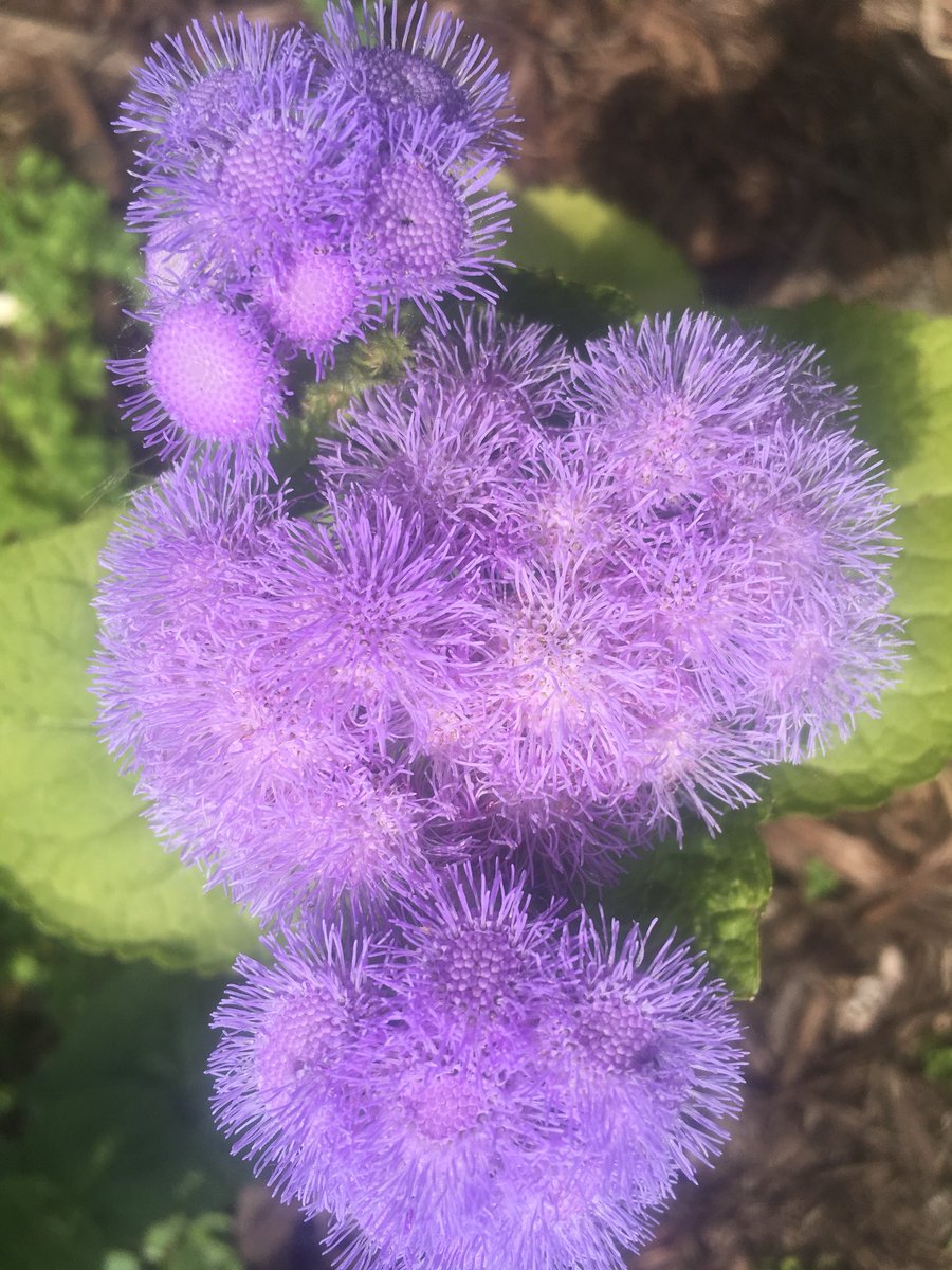 Lynndylou5775's tweet photo. 💙 #chasingtextures #chasingcolor #myphotography https://t.co/GE5GjDAonp
