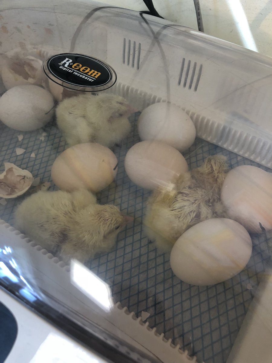 PenllergaerP's tweet photo. Four of our chicks have hatched! ๐ฃ We have been watching and recording what has happened so far ๐ #ppsrec #ppspsd #ppssst https://t.co/qKS44uokwb