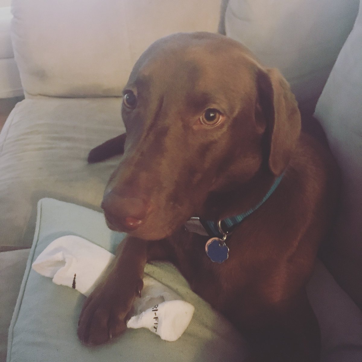 AWSchexnayder's tweet photo. The look your dog gives you after you delivered a whole pd to him about #lssm #contentleader #labswholearn #teacherskids #teacherleader https://t.co/7FttyJKYOk