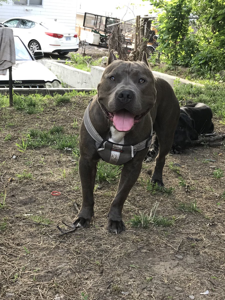 _MarkSingleton's tweet photo. Everyone say hi to my son, Cezar. 😬😬 #AmericanBully #XL #OneYearsOld https://t.co/hg8iX8Eu2a