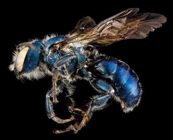VIPsAccess_LA's tweet photo. The genius of captivating an audience rest on the purity of a STORY
Explain to a kid consequences of #Bees extinction
Either
He Freaks out
Advocates 4 their cause
Or Both
That's the Essence of @TheMasterBees
@JordanPeele read it carefully..It was inspired by Get Out!
#SaveTheBees https://t.co/Y4JebPT5uY