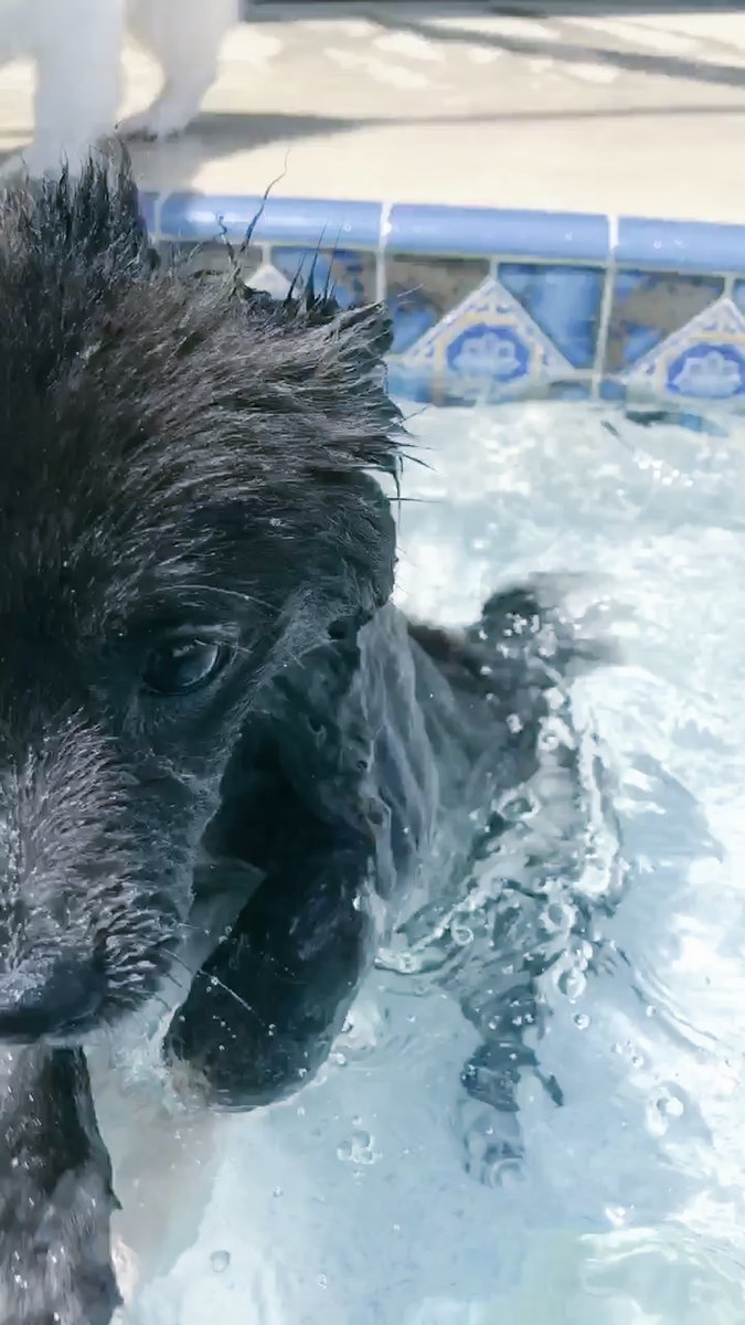 AmyGail01's tweet photo. peanuts first swim 🤪 #gomilo https://t.co/b4MXT4Pb4e