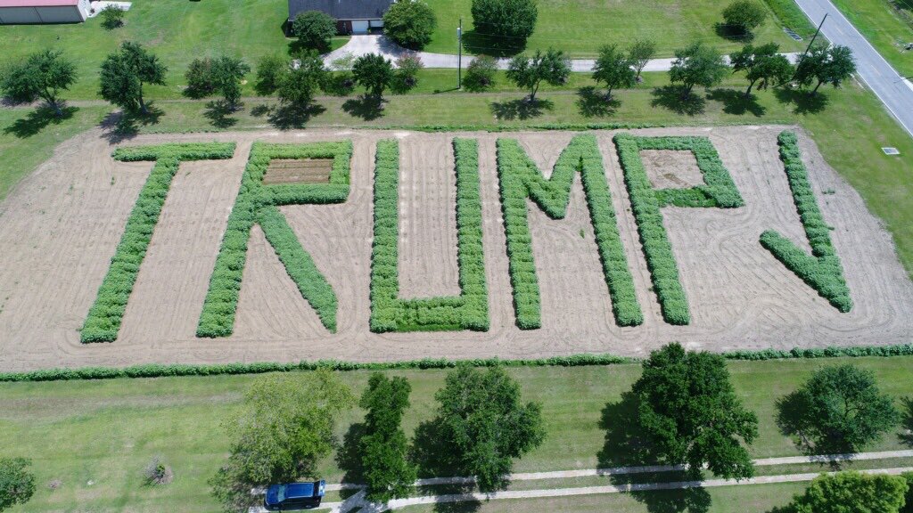 paulinamaryb's tweet photo. my dad might like @realDonaldTrump a little bit. his sunflowers should bloom soon! he says “thank you for making america great again and happy birthday!” https://t.co/yUyR2tNhMg