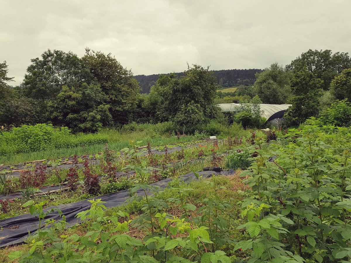 jtcornelis's tweet photo. Amazing example of multiple and diverse environmental functions performed by Arc-en-ciel #farm system in Wellin #Belgium one specific way to contemplate #soil and #agriculture #transition @SpwDgo3 @AgroBioTech @ULiegeRecherche https://t.co/ynzkwUUtlt