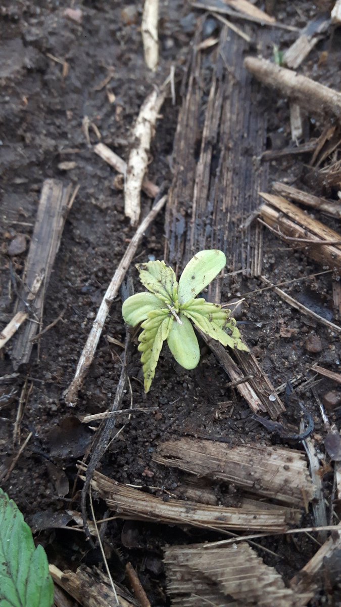 Reuben Stone tweet media