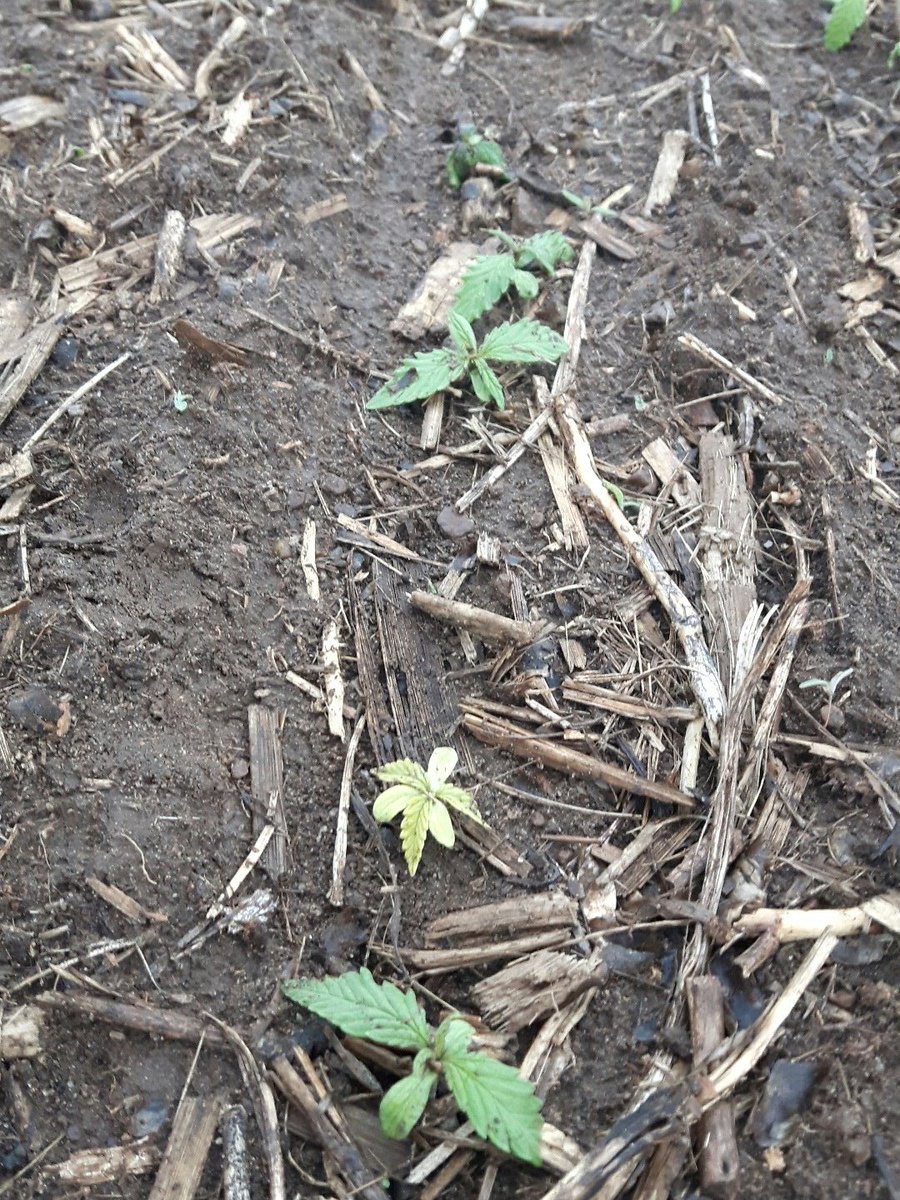 Reuben Stone tweet media