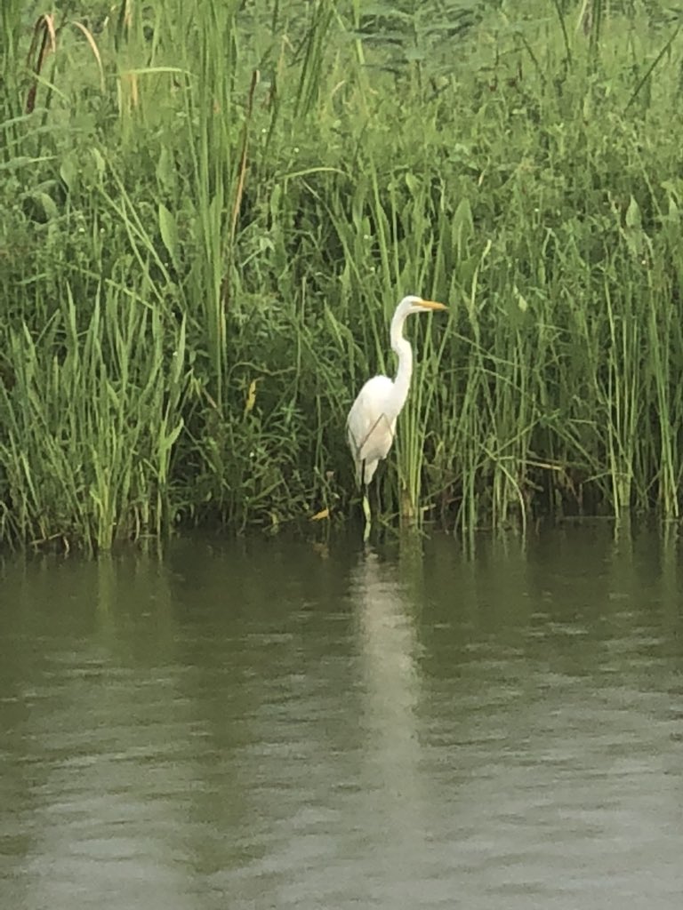 5thGrade_Busby's tweet photo. Explored the delta with Wild Native Tours this afternoon! Delta lilies, egrets, and alligators, oh my! Thanks #AL200Mobile for a wonderful day of learning! @al200 https://t.co/Inj3nhWZsQ