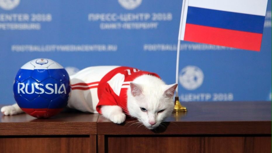 C_Smith_AMS's tweet photo. Psychic cat predicts Russia as winner in 2018 FIFA World Cup. #bamsce https://t.co/IozLnvMkjs