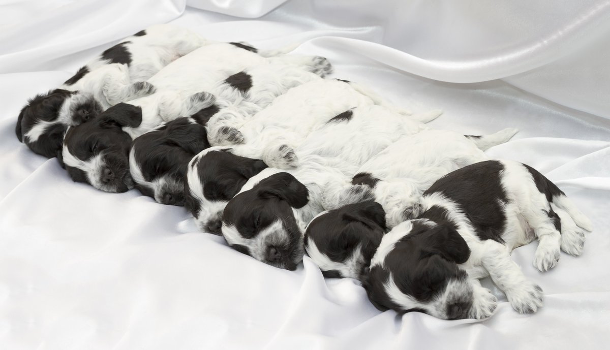Dog breeders - would you like an exciting new way to showcase your pedigree puppies? Please visit us at puppychoices.co.uk/breeders to find out more