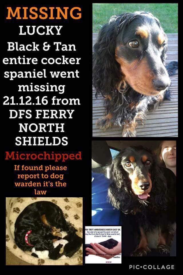 rosieDoc2's tweet photo. #helpfindLucky WHAT HAS HAPPENED TO OUR LUCKIE?

21/12/16 travelling on a #DFDS #ferry from #PortofTyne ( #Tyneport ) 
HE NEVER SET SAIL, they #lost LUCKIE he managed to #escape a safe holding for #pets caught on #CCTV &amp; they failed him 
💚he's #stillmissing https://t.co/yiOj4HisDJ