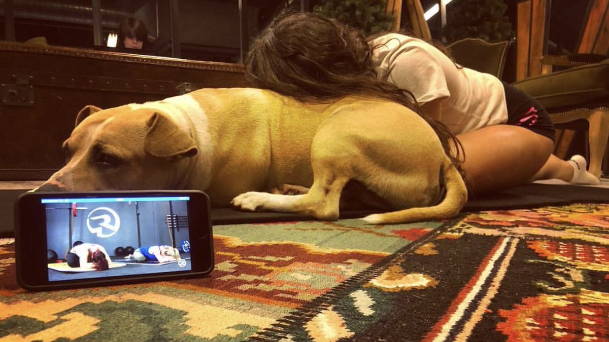 pliability_'s tweet photo. Puppy Dog 🐶 + Pigeon 🐦. #romwod #romdog #romwoddog https://t.co/h5VnZWzUsT