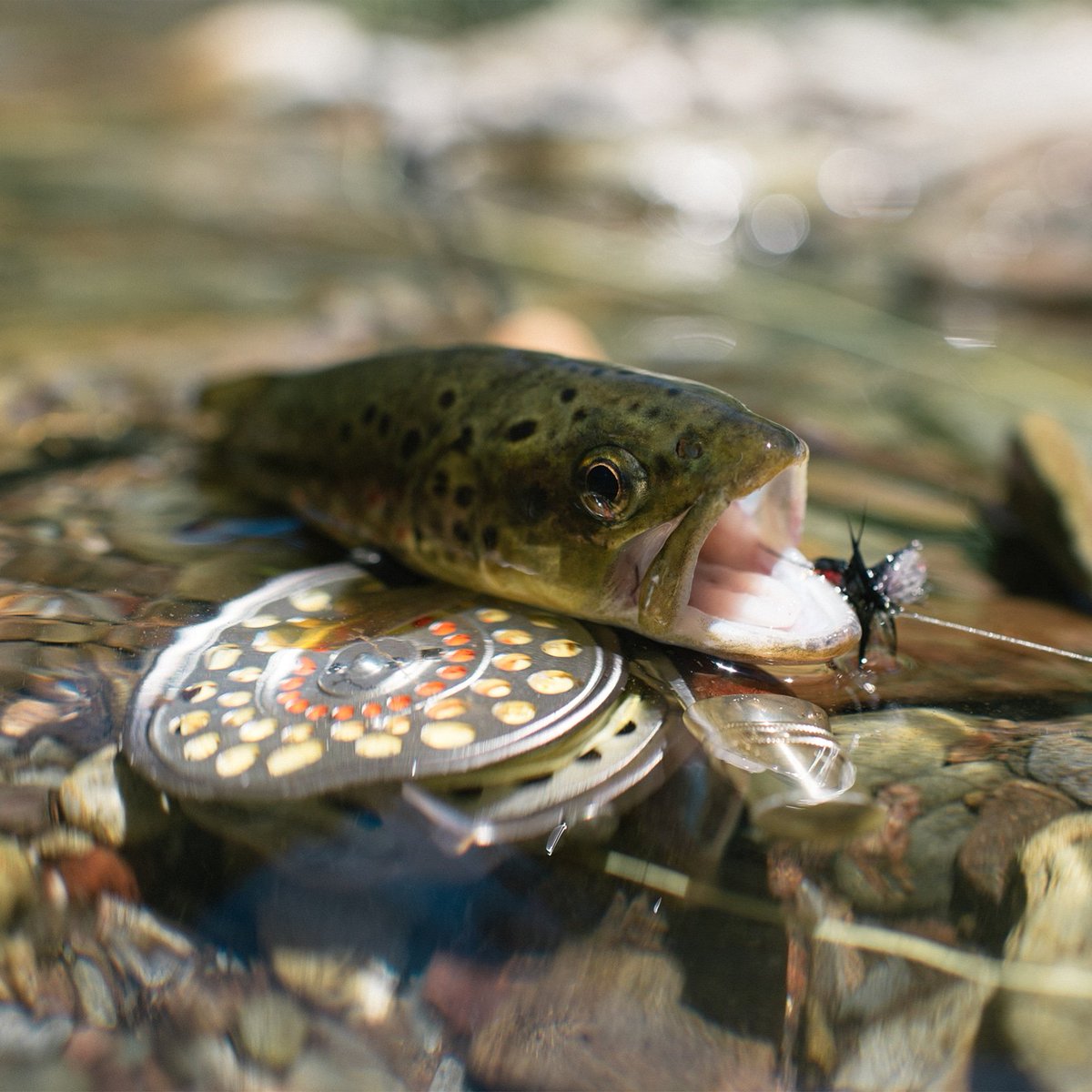 ctsfishing's tweet photo. Another great capture, 📷 @jonowinnel 👌
#ctsfishing #hookedontechnology #madeinnz 🇳🇿 #ctsaffinity #flyfishing #fishing #catchandrelease https://t.co/VdfU2lxOZz