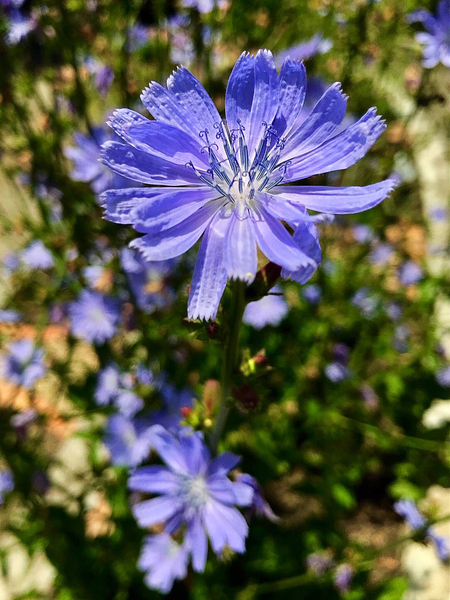 Cloudsailor 星羅の一日一花 チコリー 和名はキクニガナ 菊苦菜 高さ60 150cmで青い花が多い 遮光栽培した芽をサラダやソテーして付け合せにしたり グラタン リゾットなどに使用 ヨーロッパから中央アジア原産 キク科 Chicory Cichorium