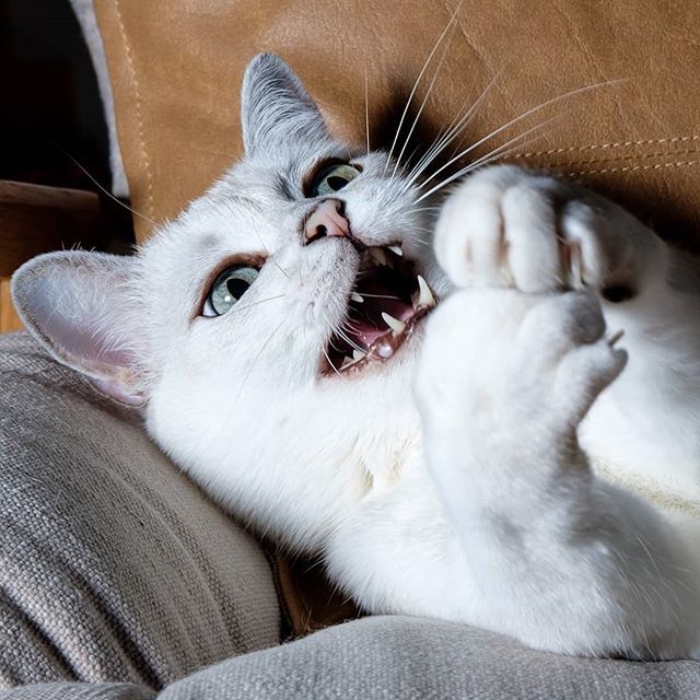 thecatberg's tweet photo. Rarrr!

#catoftheday #catsofinstagram #cat #burmilla #burmillacat #petsofinstagram #catsofmelbourne #aussiecats #catogram #cute #Fujifilm https://t.co/eyr2H5vXfi https://t.co/xiO9gVVh5P