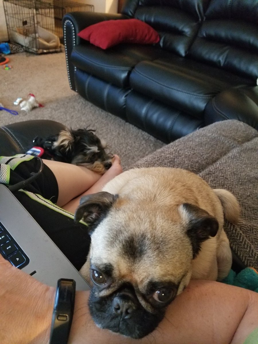 tammyjo11368's tweet photo. When you are working from home and some Pug is not happy he's not in my lap!! 🤔 PS : He did end up between me and the laptop! 🤣 #puglife #puglove #spoiledpug #pugs #pug https://t.co/KOpAQtbES3
