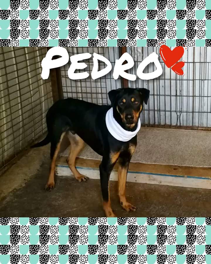 CausaSumados's tweet photo. Cómo no amarlos? Adopta con amor en canil #parquecoll #LaSerena #AdoptaNoCompres #esteriliza Voluntariado de 3 a 5 hrs lunes miércoles y viernes. Pedrito a sufrido mucho. Familia linda para él 🙏☄💕🐶 #Coquimbo #perritos https://t.co/L0gV2qfdWX