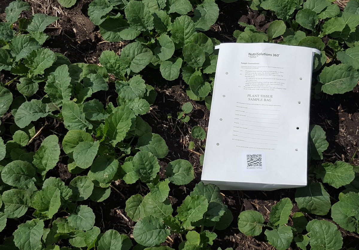 bari_khaled's tweet image. Plant tissue sampling for Canola and Oats plot. @WinFieldCanada @CROPLANseed @SVFltd @ABcanolaReg5 #nutrisolution360 #WinfieldR7tool  #spray18 #westcdnag #agtwitter