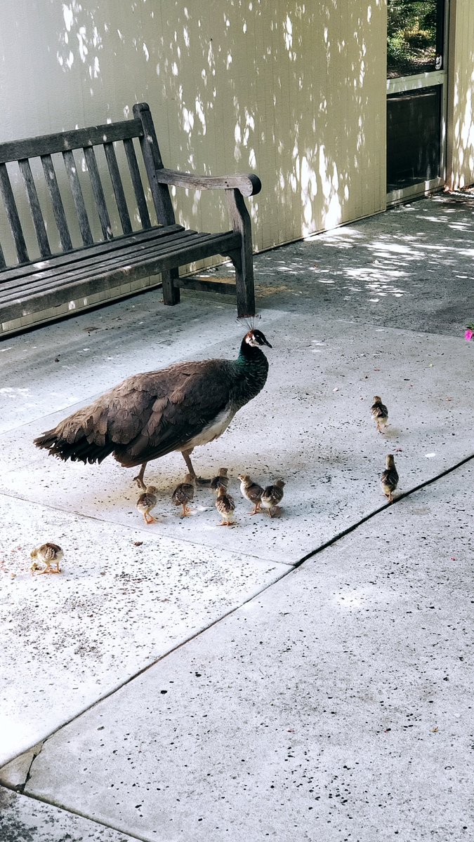 LAArboretum's tweet photo. The peachicks have hatched! They’re healthy and growing. Today, they’ re exploring the garden with Mom. #peachicks #peahens #laarboretum https://t.co/mKVydgIVU6