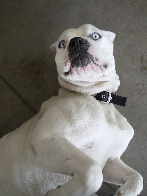 Berkeley Animals (@BerkeleyAnimals) / Twitter Berkeley Animals (@BerkeleyAnimals) / Twitter