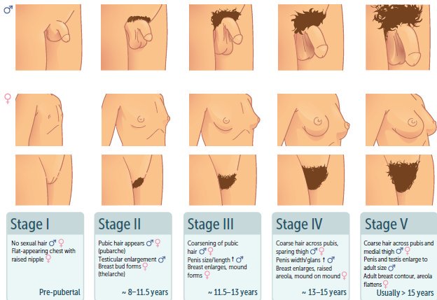 Penis pre puberty consider, that Penis pre puberty very pity
