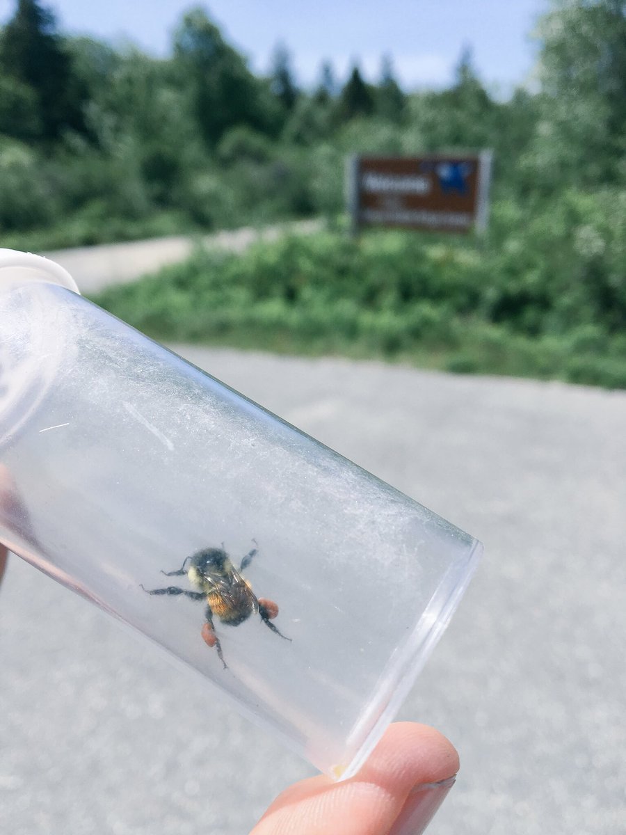 rachelakatz's tweet photo. I now know how little I know about bumble bees, but they sure are fun to catch! #Bombus inventory on @USFWSRefuges (Tnx @leifr7 et al) will help understand diversity and the role of flowering plants (multi-species occupancy?) #IMRefuges #MaineCoastalIslandsNWR https://t.co/2Ppi4hpZ8x