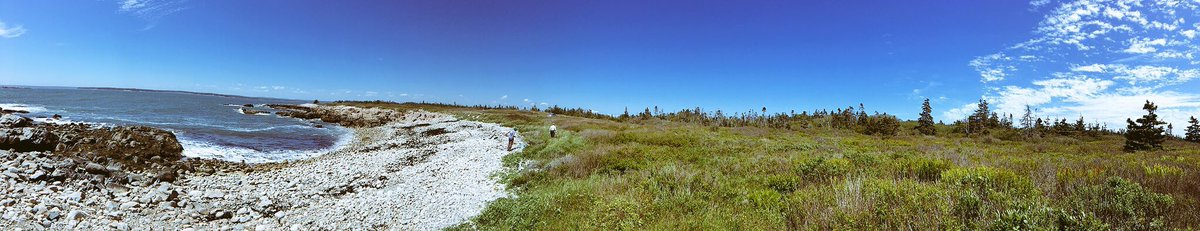 rachelakatz's tweet photo. I now know how little I know about bumble bees, but they sure are fun to catch! #Bombus inventory on @USFWSRefuges (Tnx @leifr7 et al) will help understand diversity and the role of flowering plants (multi-species occupancy?) #IMRefuges #MaineCoastalIslandsNWR https://t.co/2Ppi4hpZ8x