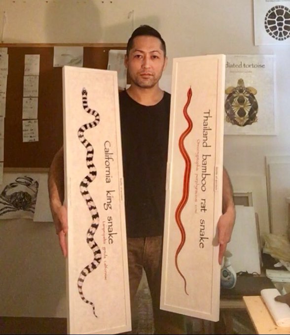 先日展示したヘビの標本画のサイズはどれくらいですか?と何件かご質問頂きました。こちらでもサイズ感がわかる写真を投稿しておきますね!カリキンは全長約120㎝描写、コクシーベニナメラは約100㎝描写、キャンバス横長さは105㎝くらいです。結構デカイです。 