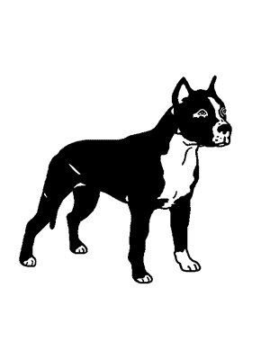 Stolen dog Tyson in Sandy Creek, NY US (13145) #lostdog lostdo.gs/codn