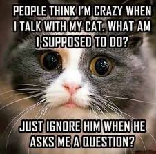 CatCorner1's tweet photo. #cattalks #catjokes https://t.co/AS6h84x8iu