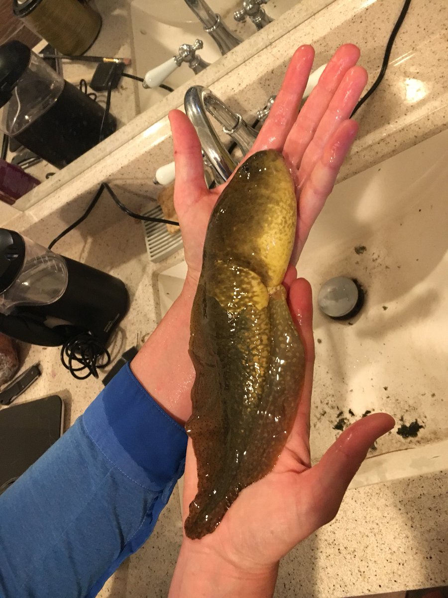 Up here at the Southwestern Research Station there is an initiative to remove invasive bull frogs from ponds. During the removal process they found a tadpole of gigantic proportions. BEHOLD  #SciComm  #desert  #skyisland  #frogs  #arizona  #BLACKandSTEM  #womeninStem  #UAResearch