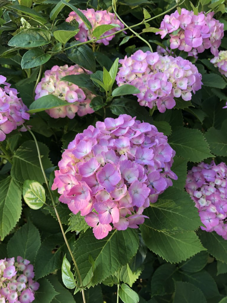 LEDFORHORTI's tweet image. Happy birthday Mr. President !You have done so much more which has benefit the people from the world.