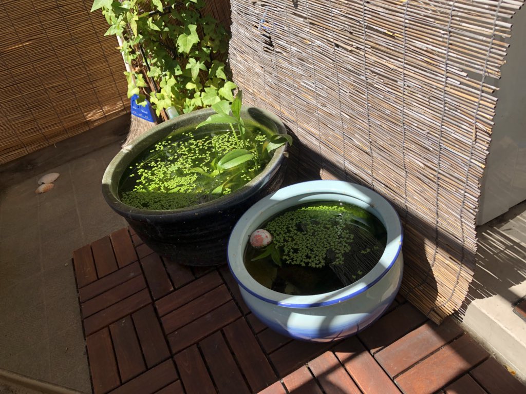 過抱卵メダカへの対処と経過まとめ